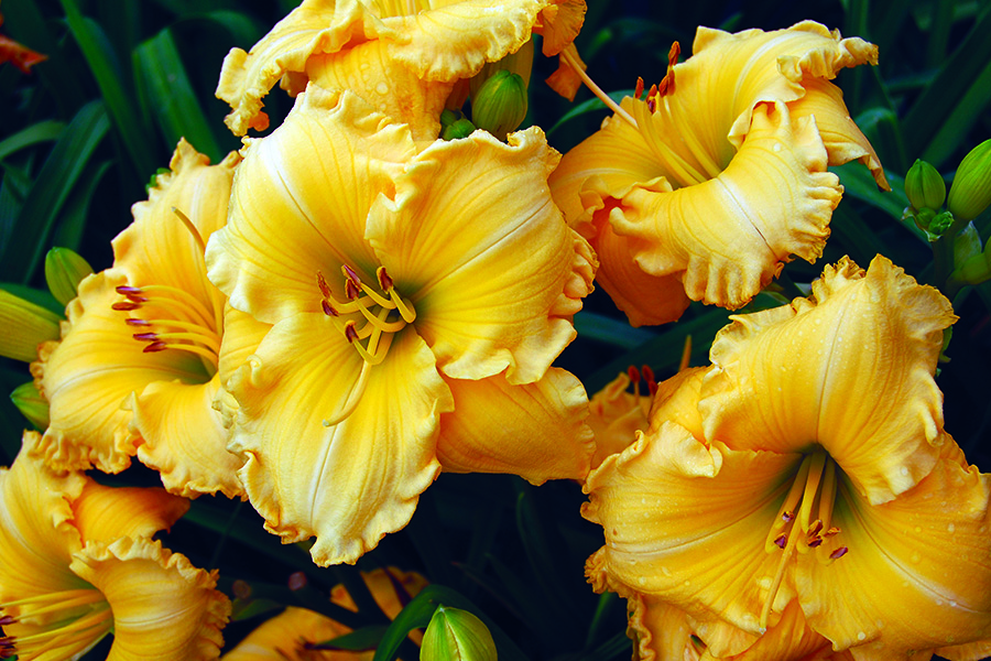 Flowers provide culinary variety